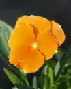 orange flower