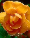orange flower