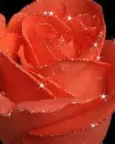 red rose