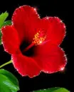 red hibiscus