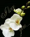 I love you