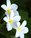 white flowers