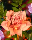 orange rose