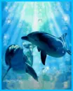 dolphins