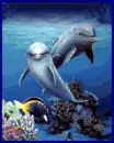 dolphins