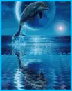 dolphin