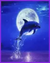 dolphin