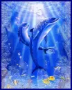 dolphins