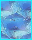 dolphins