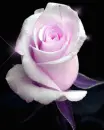 pink rose