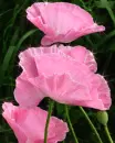 pink flowers