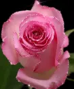 pink rose