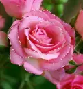 pink rose