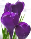 purple flowers