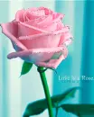 love is a rose
