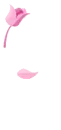 pink flower