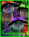 witch cats