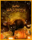happy halloween cat