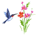 hummingbird
