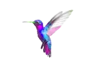 hummingbird