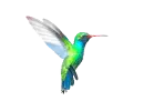 hummingbird