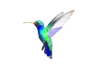 hummingbird