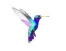 hummingbird