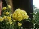 yellow flowers