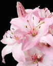 Lilies