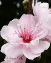 cherry blossom