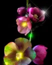 orchids