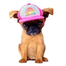 pug