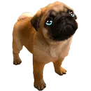sad pug