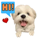 hi