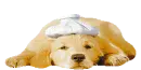 Labrador