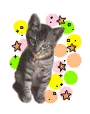 kitty