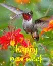 happy new week