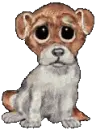 dog making puppy eyes