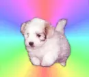 puppy on a colorful bg