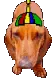 funny dog
