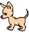 puppy licking