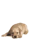 puppy ready to play