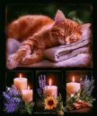 Sleepy Autumn Kitten Background Collage