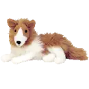 Cassie the collie