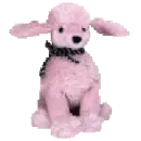 Brigitte the poodle