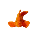 Goldie the goldfish
