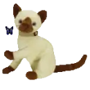Siam the siamese cat