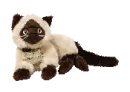 Siam the siamese cat