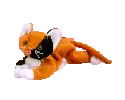 Chip the cat