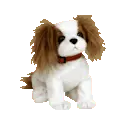 Regal the king charles spaniel
